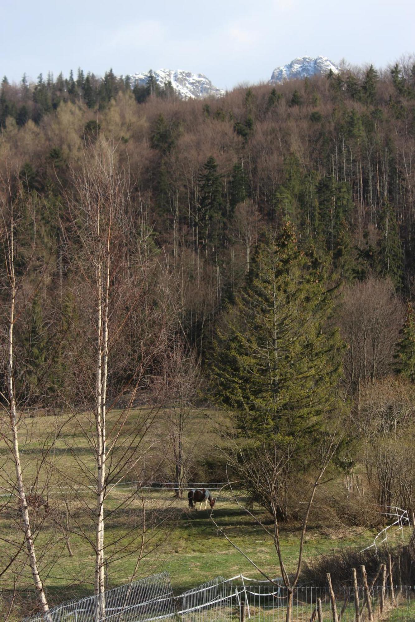 Apartament Blisko Szlaku Zakopane Daire Dış mekan fotoğraf